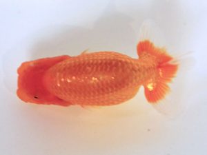 讃岐らんちゅう愛好会　東取締　杉本貴史　兵庫