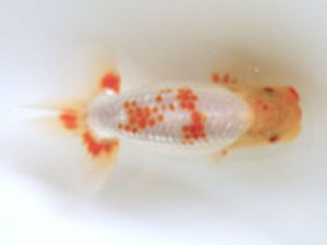 讃岐らんちゅう愛好会　西取締　大原　正　岡山