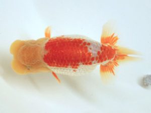 讃岐らんちゅう愛好会　東大関　小川清美　徳島