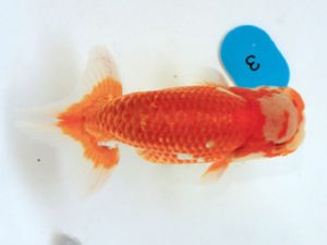 讃岐らんちゅう愛好会　立行司　島崎大輔　徳島