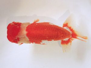 讃岐らんちゅう愛好会　東取締　山下康孝　香川