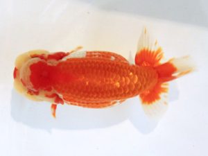 讃岐らんちゅう愛好会　西取締　笹原勝彦　香川