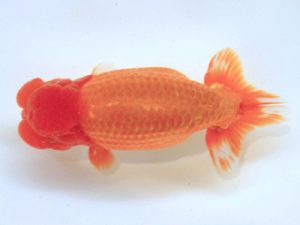 讃岐らんちゅう愛好会　東大関　谷澤清隆　香川