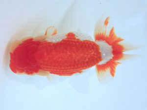 讃岐らんちゅう愛好会　西大関　三野貞行　香川