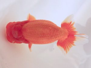 讃岐らんちゅう愛好会　立行司　寒川秀春　香川