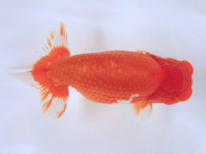 讃岐らんちゅう愛好会　東取締　佐々木通広　愛媛