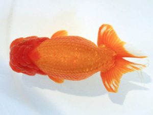 讃岐らんちゅう愛好会　西取締　須藤正幸　香川