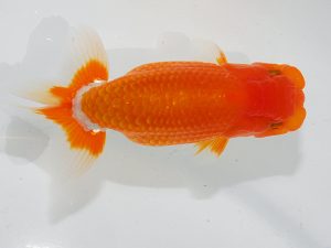 瀬戸内愛蘭会 東大関 中野志郎 瀬戸内愛蘭会 東大関 中野志郎