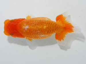 瀬戸内愛蘭会 東勧進元 朝日秀明 瀬戸内愛蘭会 東勧進元 朝日秀明