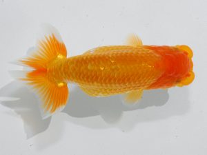 瀬戸内愛蘭会 西勧進元 難波康宏 瀬戸内愛蘭会 西勧進元 難波康宏