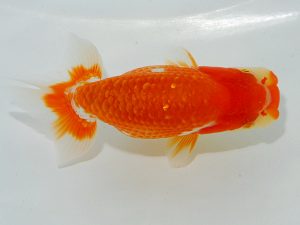 瀬戸内愛蘭会 行司一 池田 剛 瀬戸内愛蘭会 行司一 池田 剛