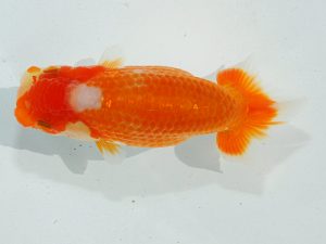 瀬戸内愛蘭会 行司二 杉本貴史 瀬戸内愛蘭会 行司二 杉本貴史