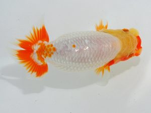 瀬戸内愛蘭会 行司三 杉本貴史 瀬戸内愛蘭会 行司三 杉本貴史