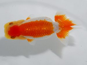 瀬戸内愛蘭会 東脇行司 馬場信幸 瀬戸内愛蘭会 東脇行司 馬場信幸