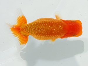 瀬戸内愛蘭会 西脇行司 朝日秀明 瀬戸内愛蘭会 西脇行司 朝日秀明