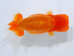 瀬戸内愛蘭会 西大関 灰田和宏 瀬戸内愛蘭会 西大関 灰田和宏