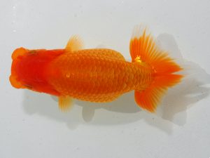 瀬戸内愛蘭会 立行司 森田智洋 瀬戸内愛蘭会 立行司 森田智洋