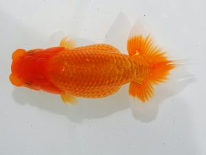 瀬戸内愛蘭会 東取締 森田智洋 瀬戸内愛蘭会 東取締 森田智洋