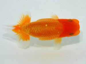 瀬戸内愛蘭会 西取締 豆崎 司 瀬戸内愛蘭会 西取締 豆崎 司