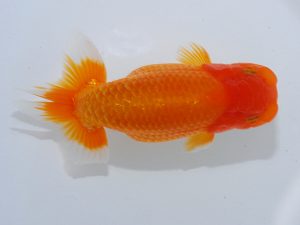 瀬戸内愛蘭会 東関脇 中野志郎 瀬戸内愛蘭会 東関脇 中野志郎