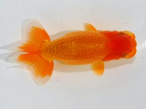 瀬戸内愛蘭会 西関脇 岩下孝広 瀬戸内愛蘭会 西関脇 岩下孝広