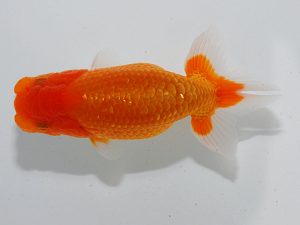 瀬戸内愛蘭会 東小結 朝日秀明 瀬戸内愛蘭会 東小結 朝日秀明