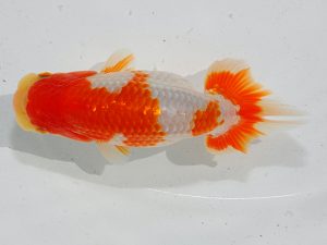 瀬戸内愛蘭会 西小結 石田一男 瀬戸内愛蘭会 西小結 石田一男