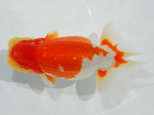 瀬戸内愛蘭会 東大関 志賀裕之 瀬戸内愛蘭会 東大関 志賀裕之