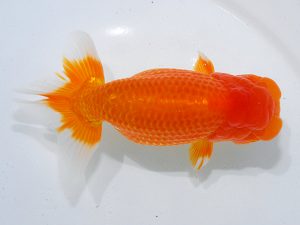 瀬戸内愛蘭会 立行司 中野 勇 瀬戸内愛蘭会 立行司 中野 勇