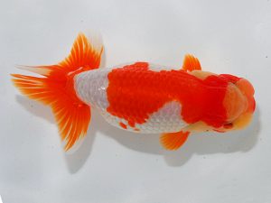 瀬戸内愛蘭会 東取締 藤原 繁 瀬戸内愛蘭会 東取締 藤原 繁