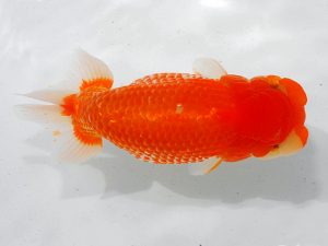 瀬戸内愛蘭会 西取締 川上芳則 瀬戸内愛蘭会 西取締 川上芳則