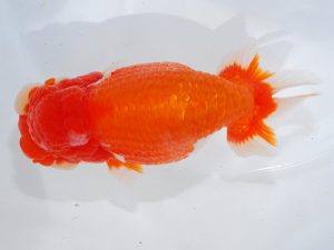 瀬戸内愛蘭会 東大関 東 隆廣 瀬戸内愛蘭会 東大関 東 隆廣