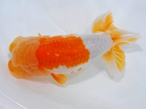 瀬戸内愛蘭会 立行司 平井孝志 瀬戸内愛蘭会 立行司 平井孝志