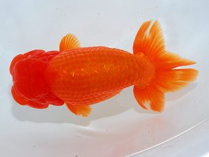 瀬戸内愛蘭会 東取締 平井孝志 瀬戸内愛蘭会 東取締 平井孝志