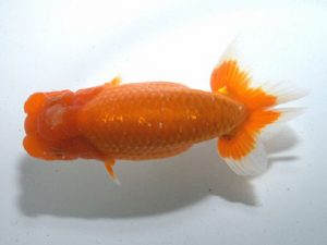 四県大会品評会 東大関 南堀満良 香川 四県大会品評会 東大関 南堀満良 香川