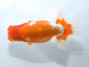 四県大会品評会 東勧進元 平田哲也 徳島 四県大会品評会 東勧進元 平田哲也 徳島