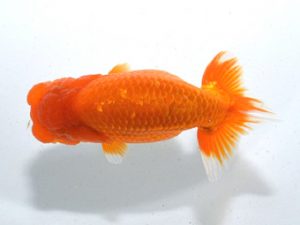 四県大会品評会 西勧進元 河野廣和 愛媛 四県大会品評会 西勧進元 河野廣和 愛媛