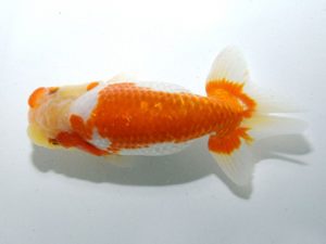 四県大会品評会 行司一 村上昌弘 愛媛 四県大会品評会 行司一 村上昌弘 愛媛