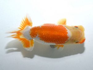 四県大会品評会 行司三 林 淳 徳島 四県大会品評会 行司三 林 淳 徳島