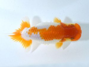 四県大会品評会 東脇行司 井上 隆 徳島 四県大会品評会 東脇行司 井上 隆 徳島