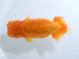 四県大会品評会 西脇行司 丹下 常 愛媛 四県大会品評会 西脇行司 丹下 常 愛媛