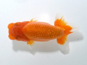 四県大会品評会 南堀育三 香川 四県大会品評会 西大関 南堀育三 香川