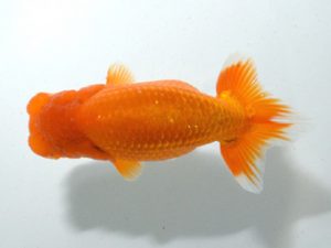 四県大会品評会 立行司 河野廣和 愛媛 四県大会品評会 立行司 河野廣和 愛媛