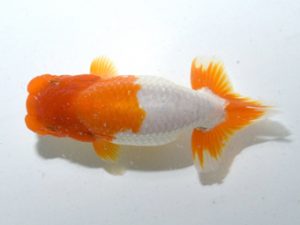 四県大会品評会 東取締 川口義晶 香川 四県大会品評会 東取締 川口義晶 香川