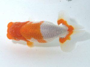 四県大会品評会 東関脇 細川隆憲 香川 四県大会品評会 東関脇 細川隆憲 香川