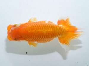 四県大会品評会 西関脇 田中 勉 香川 四県大会品評会 西関脇 田中 勉 香川