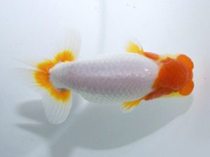 四県大会品評会 東小結 藤原博文 徳島 四県大会品評会 東小結 藤原博文 徳島