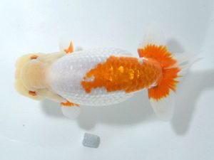 四県大会品評会 東大関 谷澤清隆 香川 四県大会品評会 東大関 谷澤清隆 香川