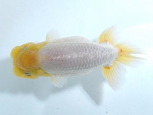 四県大会品評会 東勧進元 田中 勉 香川 四県大会品評会 東勧進元 田中 勉 香川