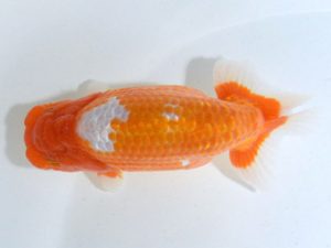 四県大会品評会 西勧進元 安田裕喜 愛媛 四県大会品評会 西勧進元 安田裕喜 愛媛